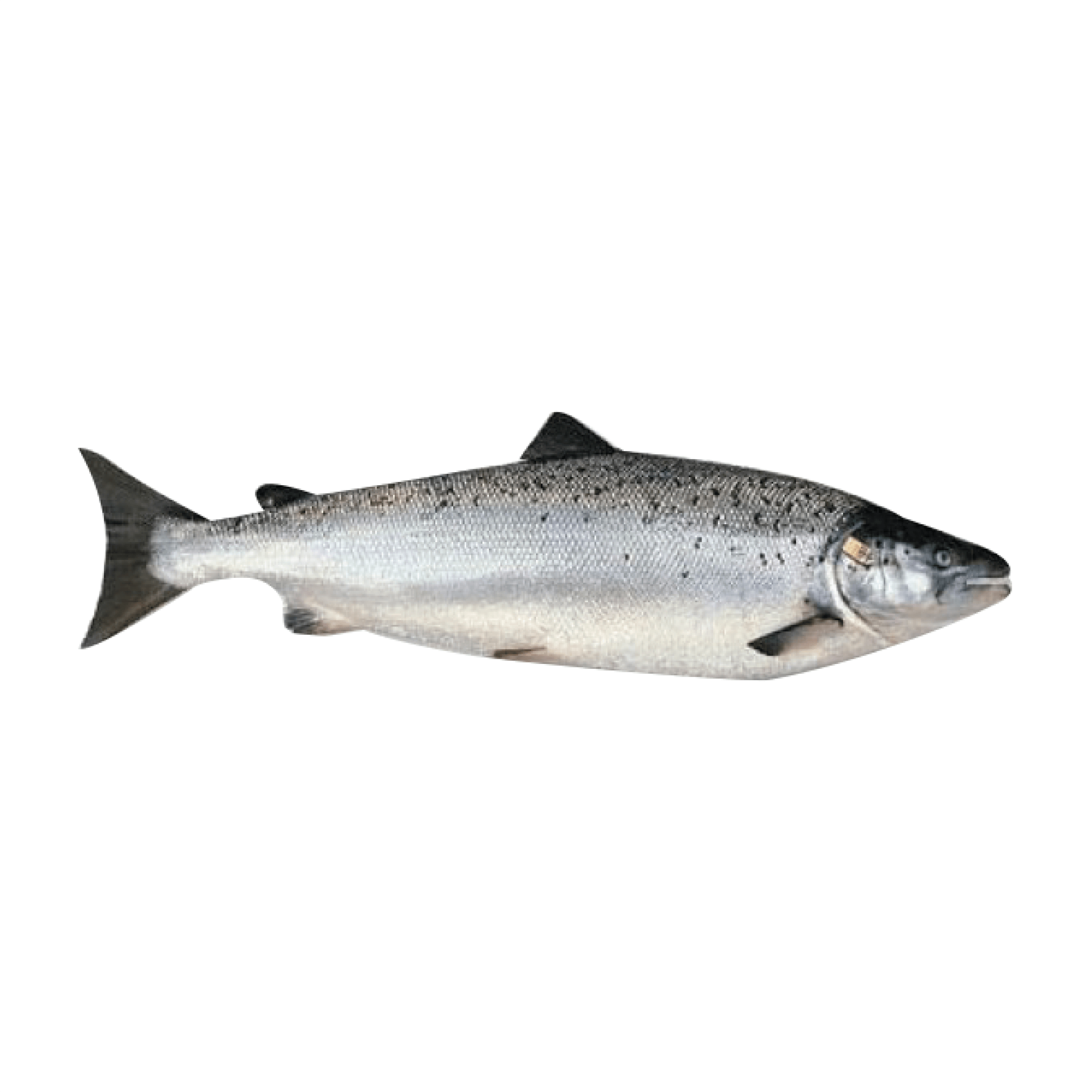Salmon Whole Farmed