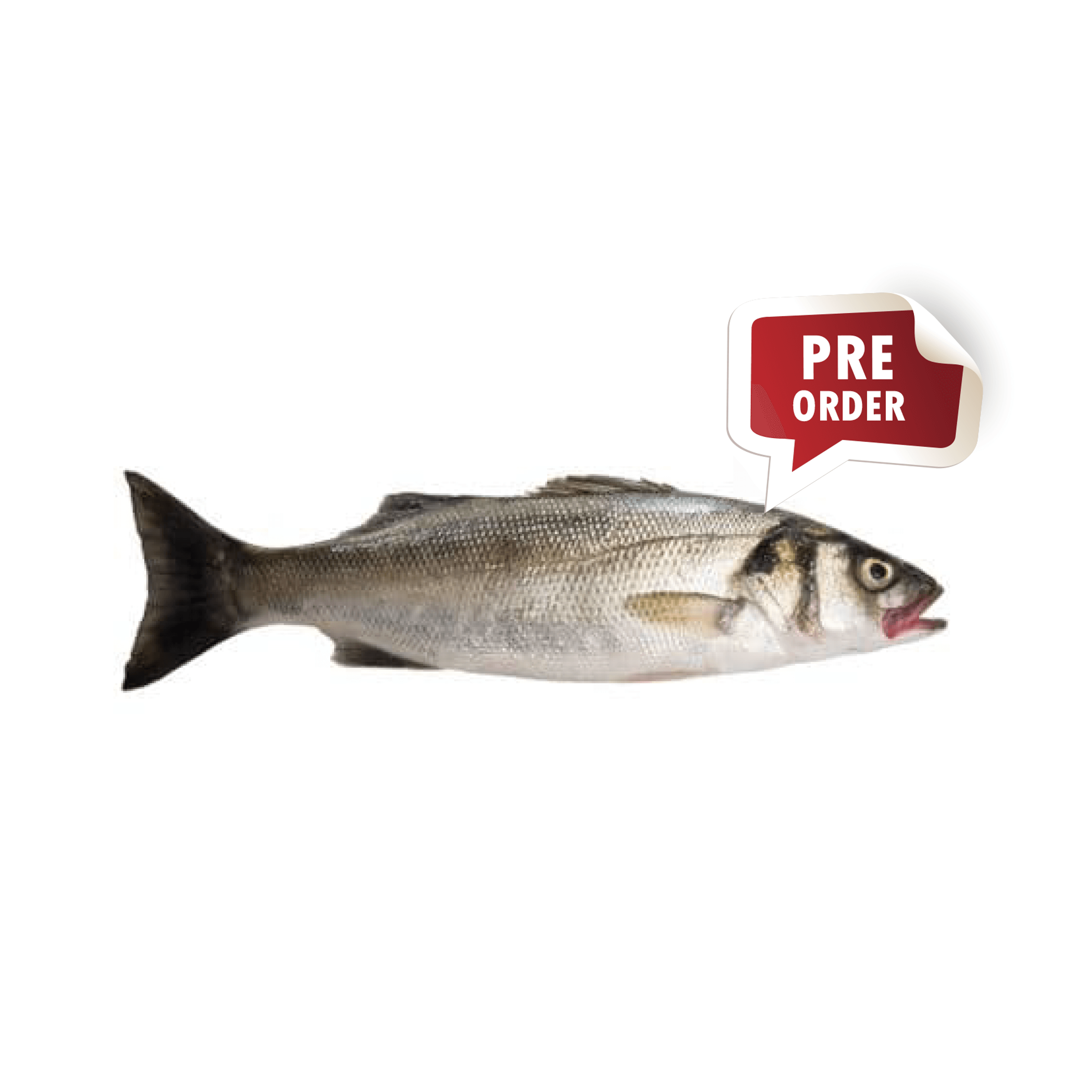 Seabass Whole Farmed