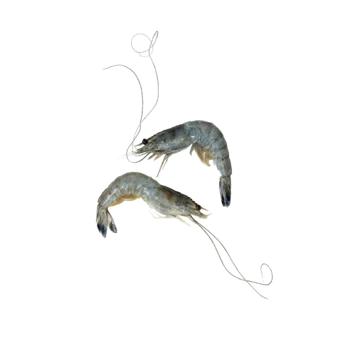 Obsiblue Shrimps